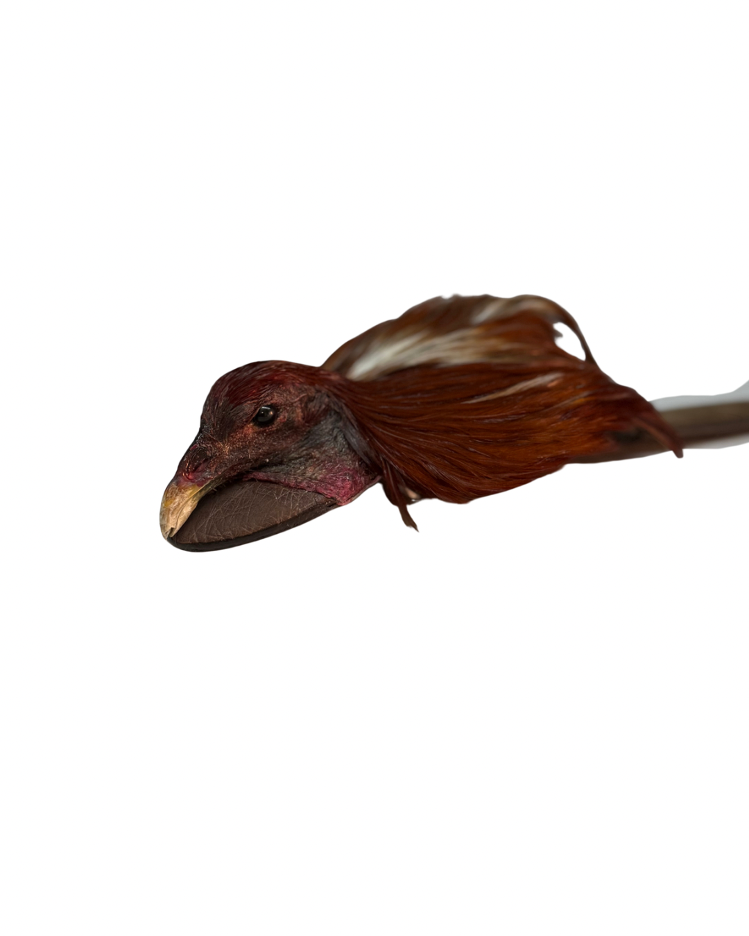 Rodeo Rooster Rojo